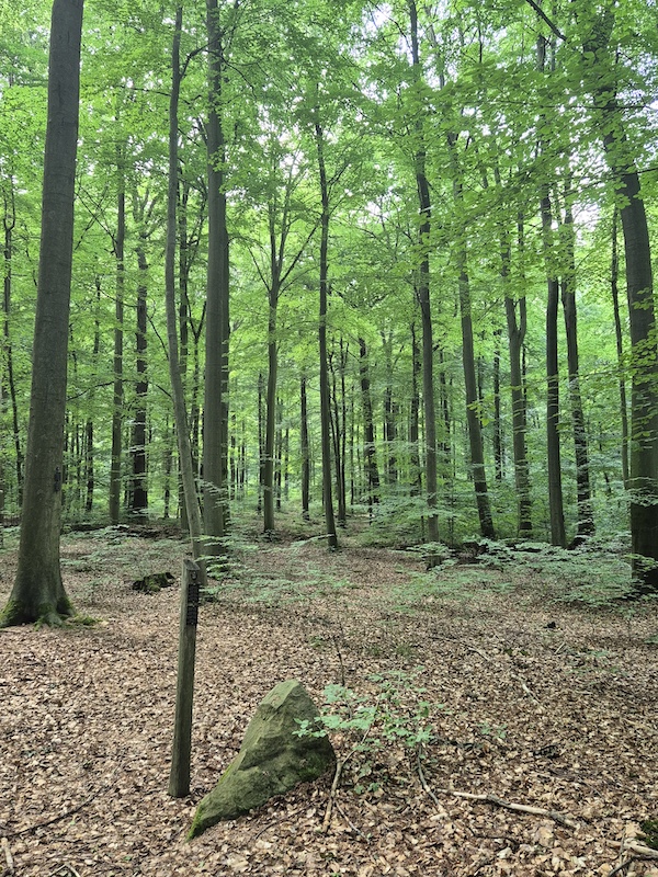 Ruheforst Deister Wennigsen-Bredenbeck