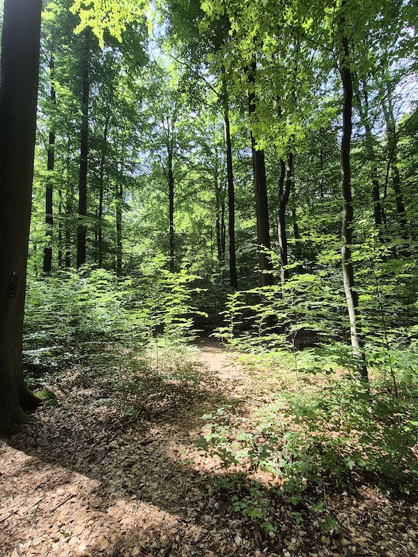 Ruheforst Deister Wennigsen-Bredenbeck